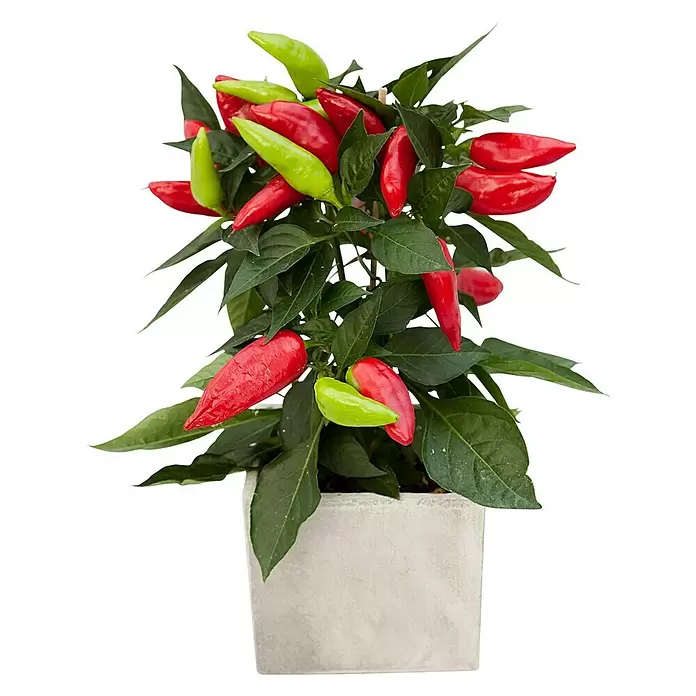 Blu Bio Chili Snack - Capsicum anuum 'Snack Chili', 12 cm - Vorderansicht