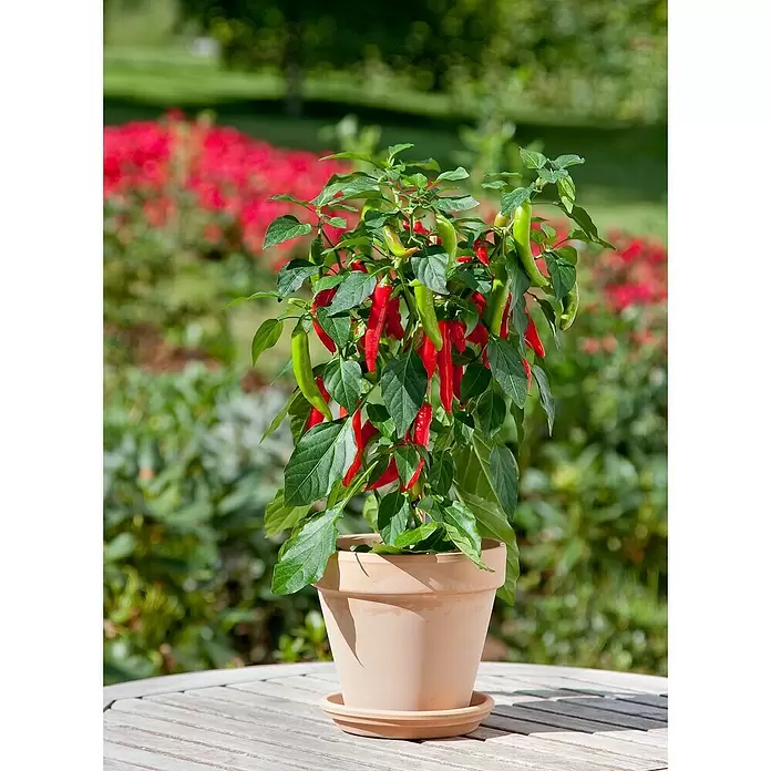Blu Bio Chili Zwerg - Capsicum anuum, 12 cm - Stimmungsaufnahme