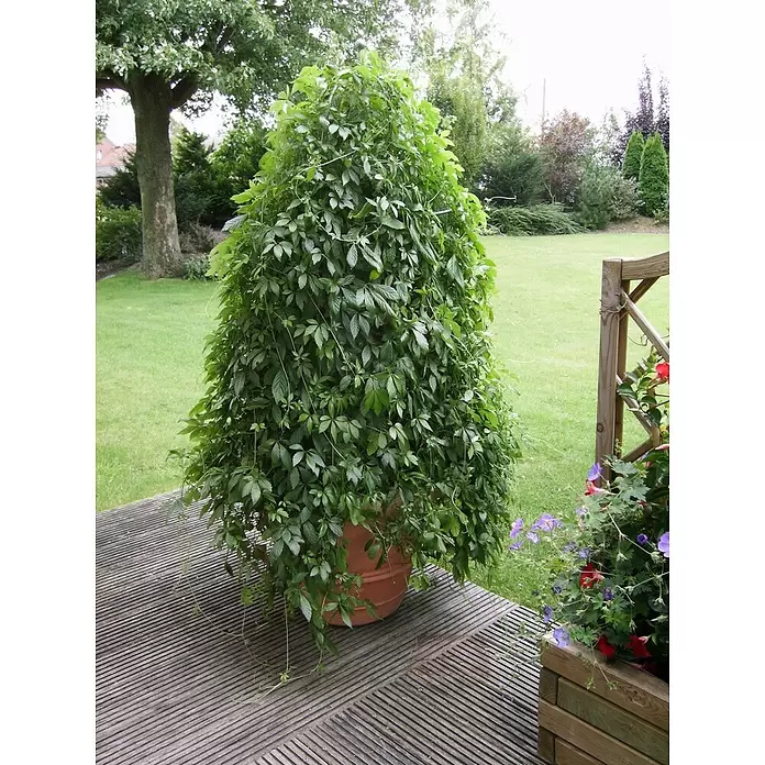 Blu Bio Kraut der Unsterblichkeit - Gynostemma pentaphyllum - Stimmungsaufnahme
