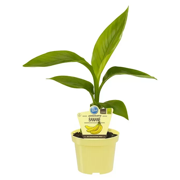 Piardino Bananenstaude - Musa basjoo, Topfgröße: 12 cm - Vorderansicht