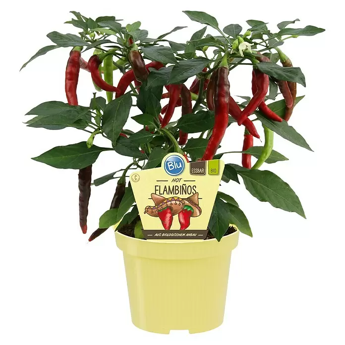 Chili - Capsicum annuum 'Flambinos', 12 cm - Vorderansicht