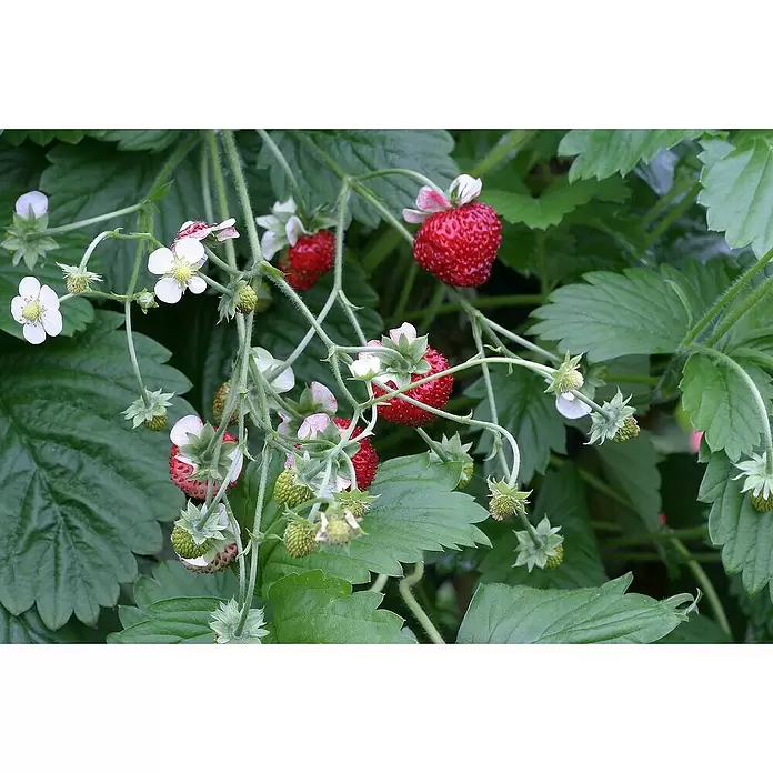 Blu Bio Erdbeere Blu Bio - Fragaria vesca 'Gourmet' - Detailaufnahme