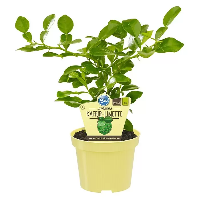 Blu Bio Kaffir-Limettenbaum - Citrus hystrix, Weiß, Topfgröße: 12 cm - Vorderansicht