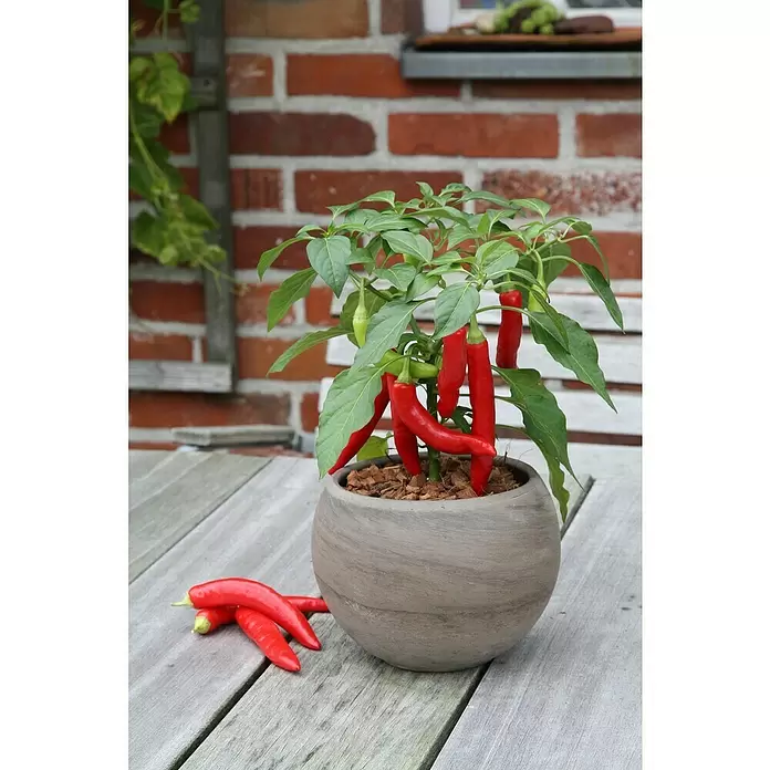 Blu Bio Chili Zwerg - Capsicum anuum, 12 cm - Stimmungsaufnahme