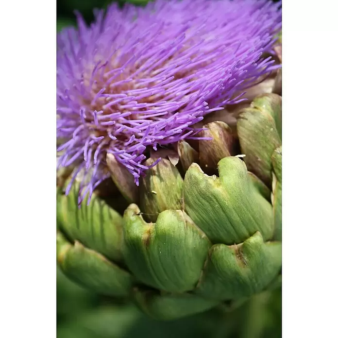 Artischocke Bio - Cynara scolymus, 12 cm, Erntezeit: Juli - September - Stimmungsaufnahme