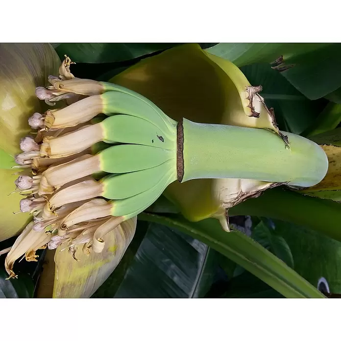 Piardino Bananenstaude - Musa basjoo, Topfgröße: 12 cm - Stimmungsaufnahme
