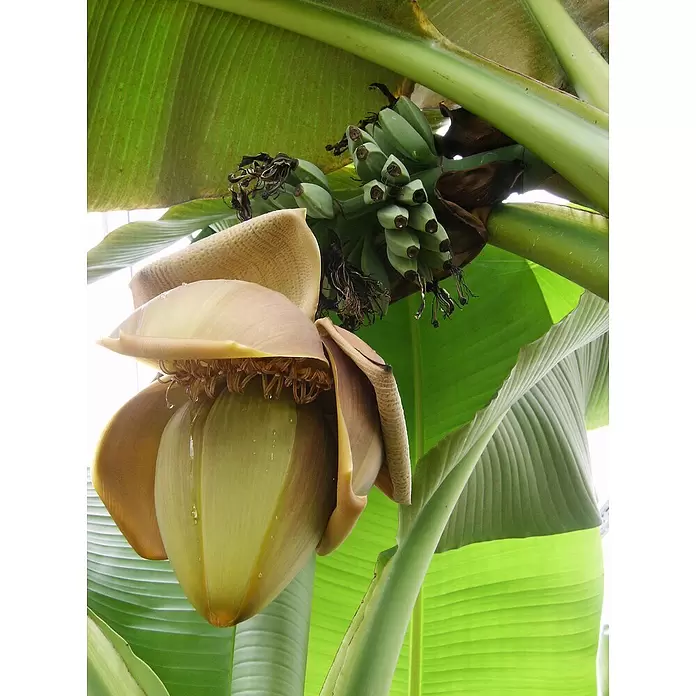 Piardino Bananenstaude - Musa basjoo, Topfgröße: 12 cm - Stimmungsaufnahme
