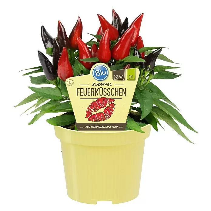 Blu Bio Chili Feuerküsschen - Capsicum anuum 'Feuerküsschen', 12 cm, Erntezeit: August - Oktober - Vorderansicht