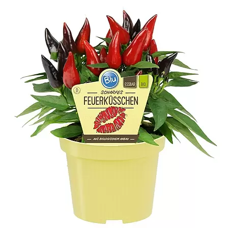 Blu Bio Chili Feuerküsschen