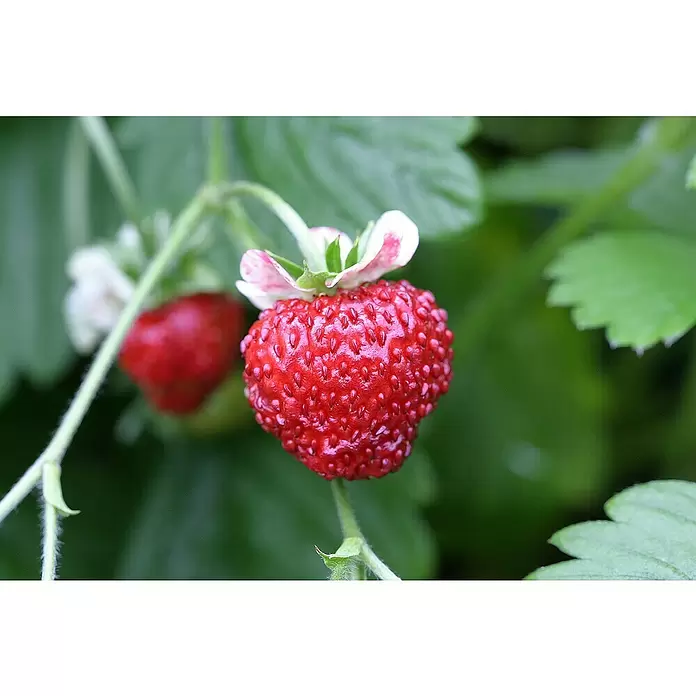 Blu Bio Erdbeere Blu Bio - Fragaria vesca 'Gourmet' - Detailaufnahme