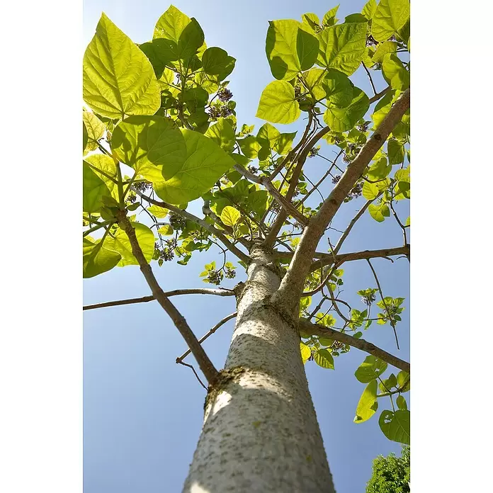 Blu Bio Blauglockenbaum - Paulownia tomentosa, Lila - Stimmungsaufnahme