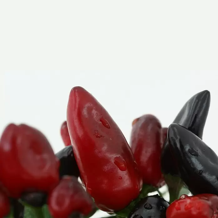 Blu Bio Chili Feuerküsschen - Capsicum anuum 'Feuerküsschen', 12 cm, Erntezeit: August - Oktober - Detailaufnahme