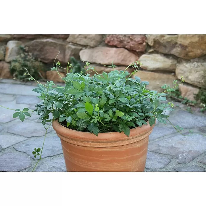 Blu Bio Kraut der Unsterblichkeit - Gynostemma pentaphyllum - Stimmungsaufnahme