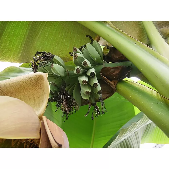 Piardino Bananenstaude - Musa basjoo, Topfgröße: 12 cm - Stimmungsaufnahme