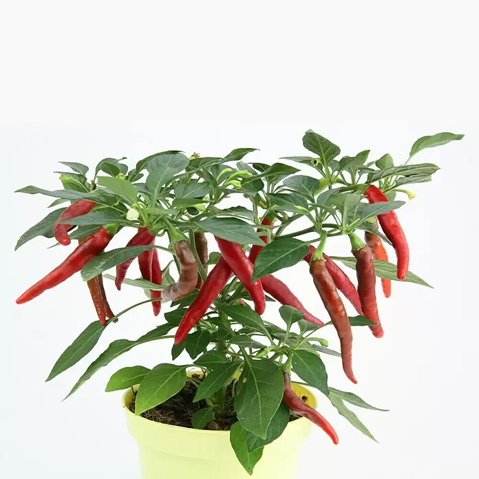 Chili - Capsicum annuum 'Flambinos', 12 cm - Detailaufnahme