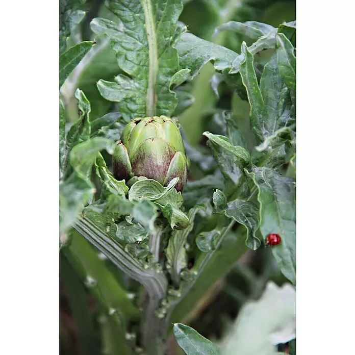 Artischocke Bio - Cynara scolymus, 12 cm, Erntezeit: Juli - September - Stimmungsaufnahme
