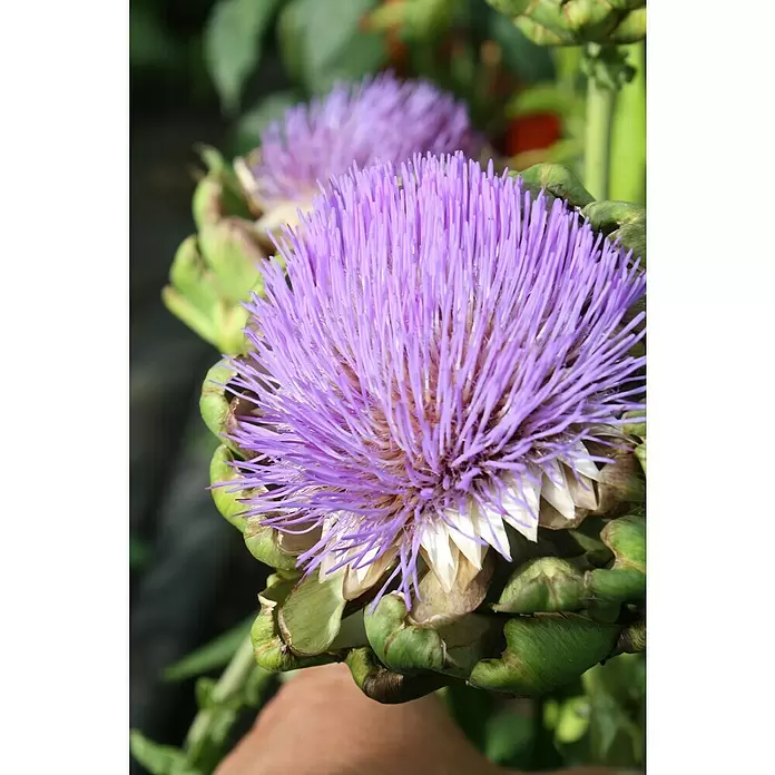 Artischocke Bio - Cynara scolymus, 12 cm, Erntezeit: Juli - September - Stimmungsaufnahme