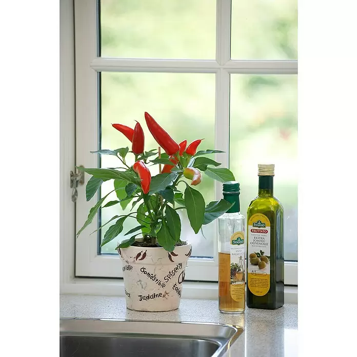 Blu Bio Chili Snack - Capsicum anuum 'Snack Chili', 12 cm - Stimmungsaufnahme