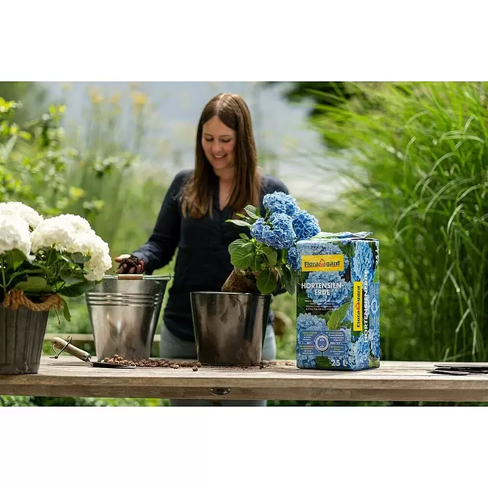 Floragard Hortensienerde - 25 l, Geeignet für: Blaue Hortensien - Anwendungsbeispiel