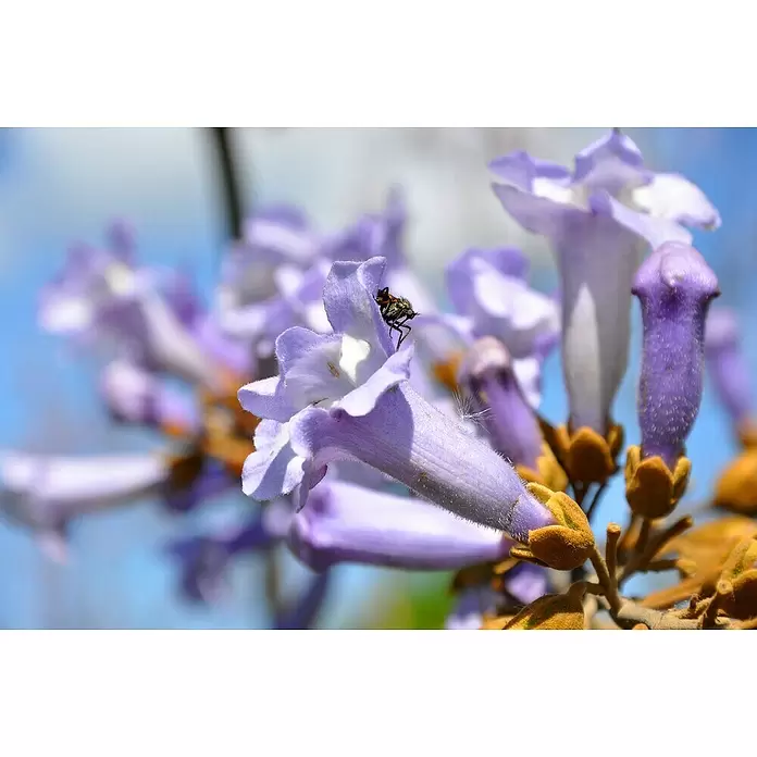 Blu Bio Blauglockenbaum - Paulownia tomentosa, Lila - Detailaufnahme