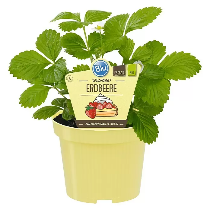 Blu Bio Erdbeere Blu Bio - Fragaria vesca 'Gourmet' - Vorderansicht