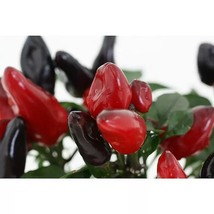 Blu Bio Chili Feuerküsschen - Capsicum anuum 'Feuerküsschen', 12 cm, Erntezeit: August - Oktober - Stimmungsaufnahme