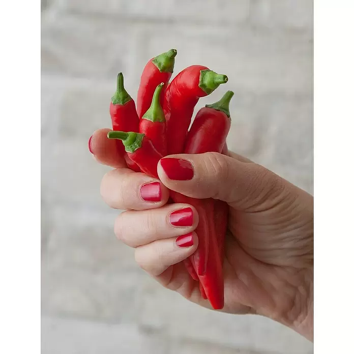 Blu Bio Chili Zwerg - Capsicum anuum, 12 cm - Stimmungsaufnahme