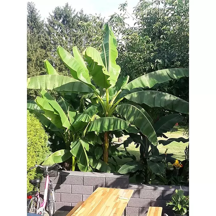 Piardino Bananenstaude - Musa basjoo, Topfgröße: 12 cm - Stimmungsaufnahme