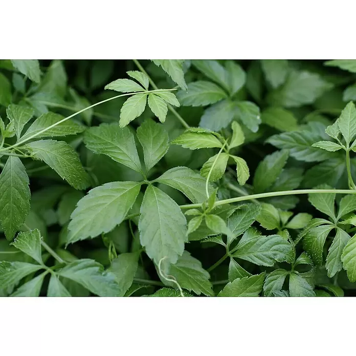 Blu Bio Kraut der Unsterblichkeit - Gynostemma pentaphyllum - Stimmungsaufnahme