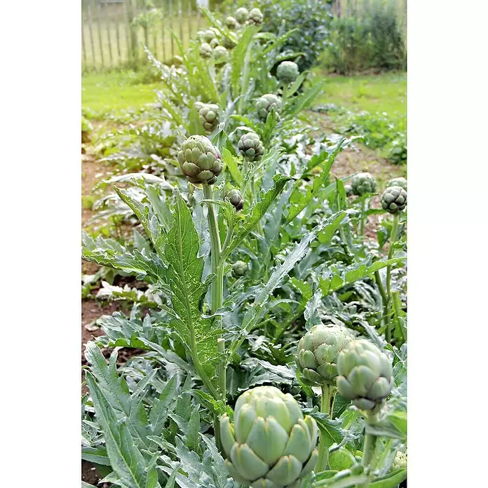 Artischocke Bio - Cynara scolymus, 12 cm, Erntezeit: Juli - September - Stimmungsaufnahme