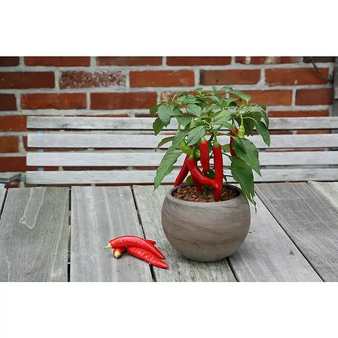 Blu Bio Chili Zwerg - Capsicum anuum, 12 cm - Stimmungsaufnahme