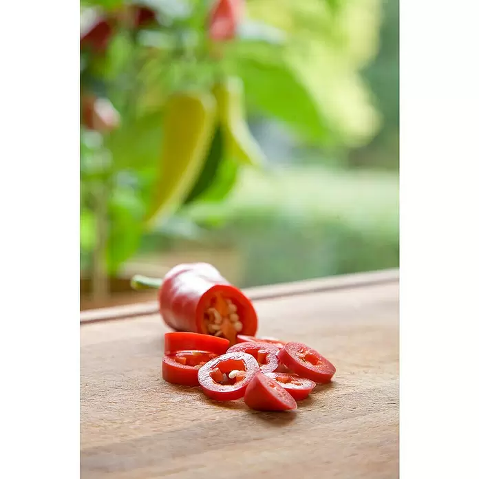 Blu Bio Chili Zwerg - Capsicum anuum, 12 cm - Stimmungsaufnahme