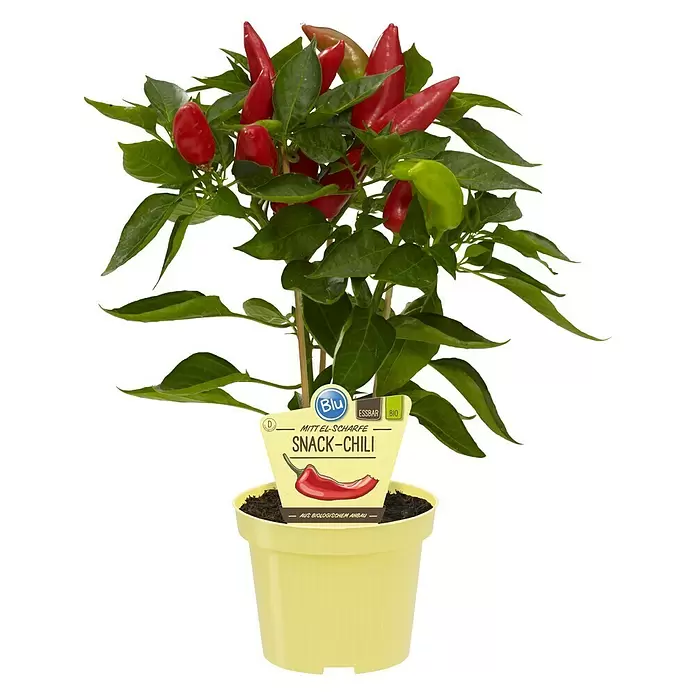 Blu Bio Chili Snack - Capsicum anuum 'Snack Chili', 12 cm - Vorderansicht