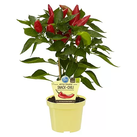 Blu Bio Chili Snack
