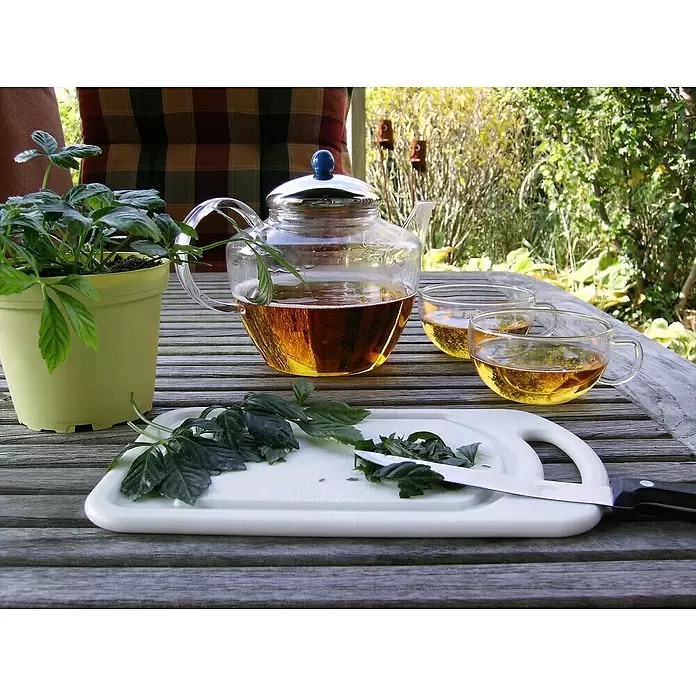 Blu Bio Kraut der Unsterblichkeit - Gynostemma pentaphyllum - Stimmungsaufnahme