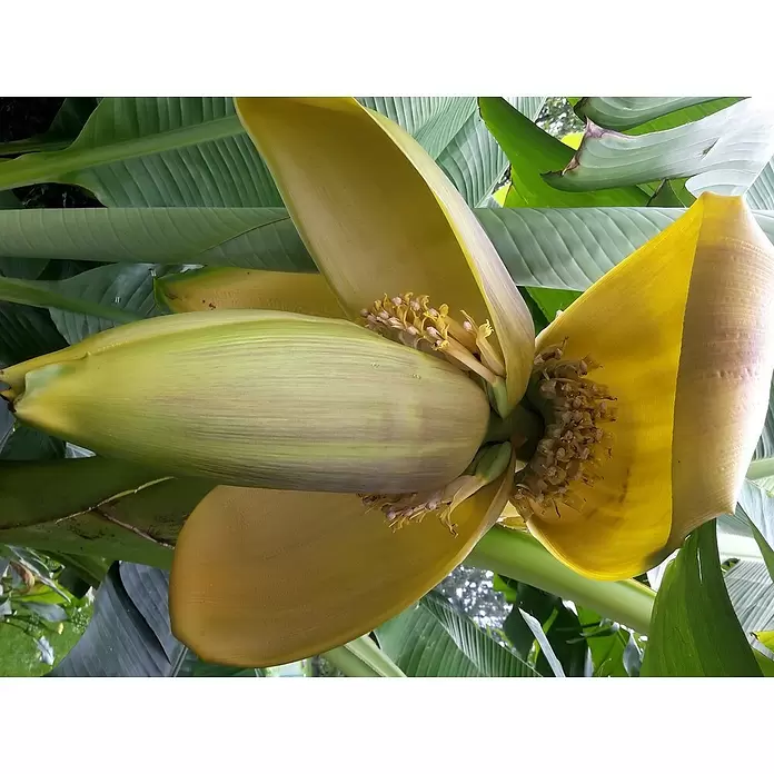 Piardino Bananenstaude - Musa basjoo, Topfgröße: 12 cm - Stimmungsaufnahme