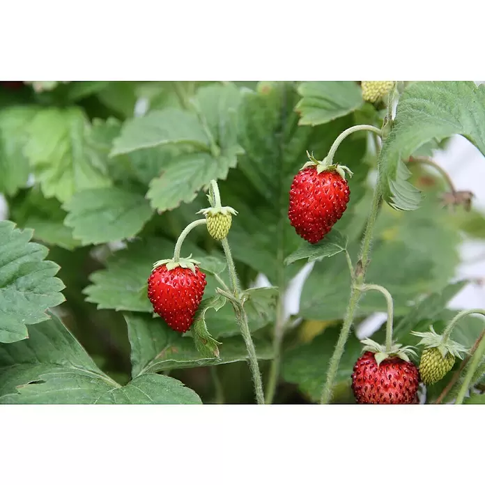Blu Bio Erdbeere Blu Bio - Fragaria vesca 'Gourmet' - Stimmungsaufnahme