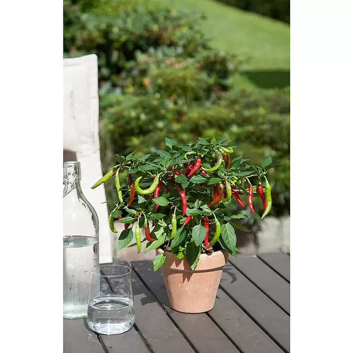 Chili - Capsicum annuum 'Flambinos', 12 cm - Stimmungsaufnahme