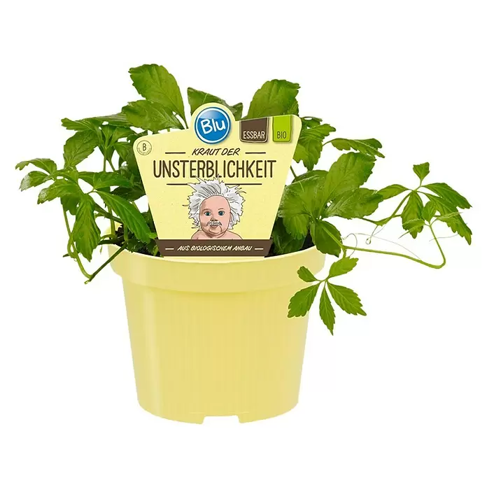 Blu Bio Kraut der Unsterblichkeit - Gynostemma pentaphyllum - Vorderansicht