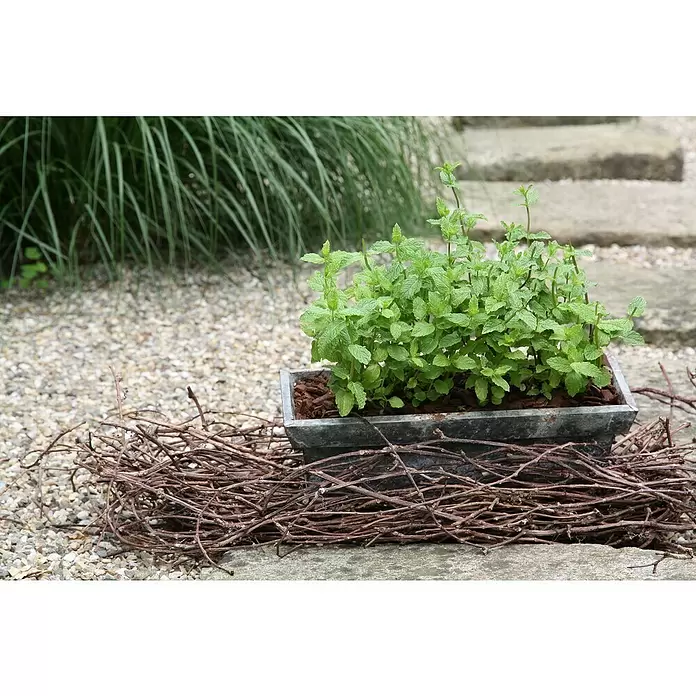 Blu Bio Minze Hugo - Mentha spicata - Stimmungsaufnahme