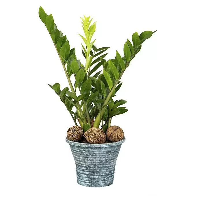 Piardino Glücksfeder - Zamioculcas zamiifolia, Topfgröße: 23 cm - Vorderansicht