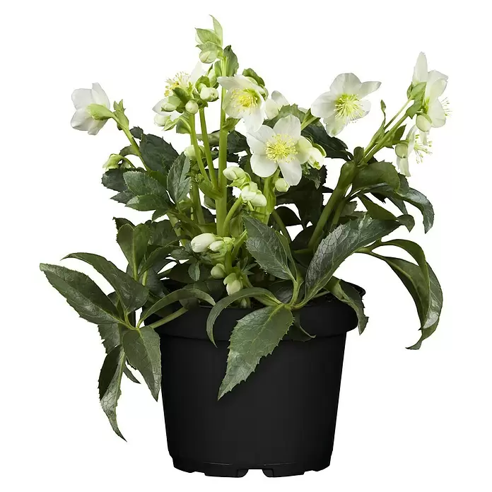 Piardino Christrose - Helleborus 'Winterbells'®, Topfgröße: 17 cm - Vorderansicht