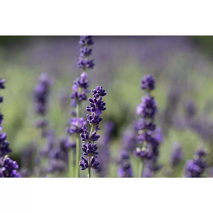 Piardino Lavendel 6er Pack - Lavandula angustifolium, Topfgröße: 9 cm, Lavendelblau - Detailaufnahme