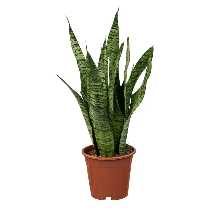 Piardino Sansevieria - Sanseviera zeylanica, Tamaño de maceta: 27 cm, Verde/Blanco - Vista frontal