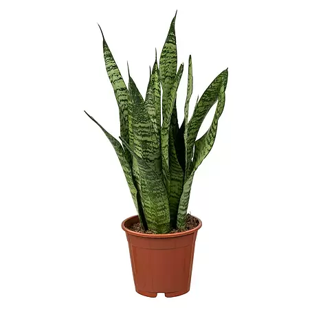 Piardino  Sansevieria