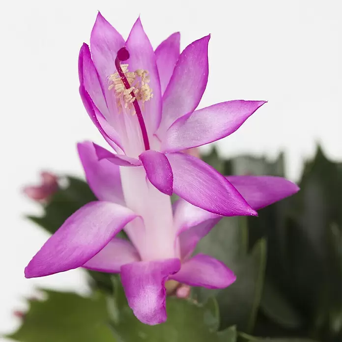 Piardino Weihnachtskaktus - Schlumbergera bridgesii, Topfgröße: 12 cm, Sortenabhängig - Detailaufnahme