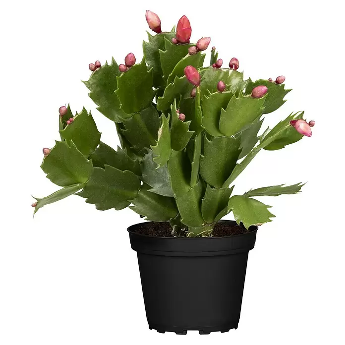 Piardino Weihnachtskaktus - Schlumbergera bridgesii, Topfgröße: 12 cm, Sortenabhängig - Vorderansicht