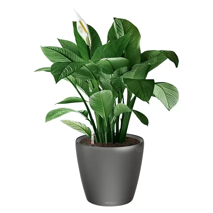 Lechuza Pflanztopf CLASSICO Premium LS - Außenmaß (Ø x H): 36 x 32,5 cm, Kunststoff, Anthrazit metallic - Vorderansicht