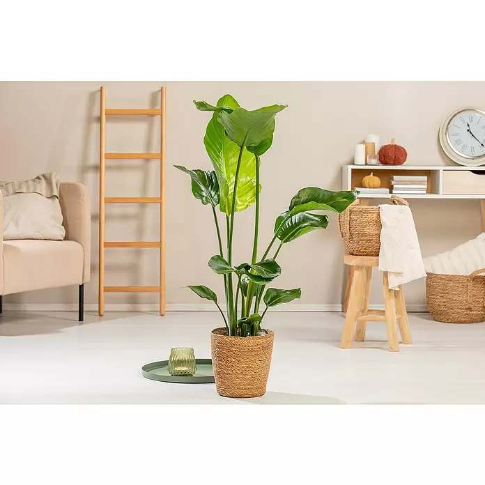 Piardino Árbol Strelitzie - Strelitzia nicolai, Tamaño de maceta: 17 cm - Foto ambiente