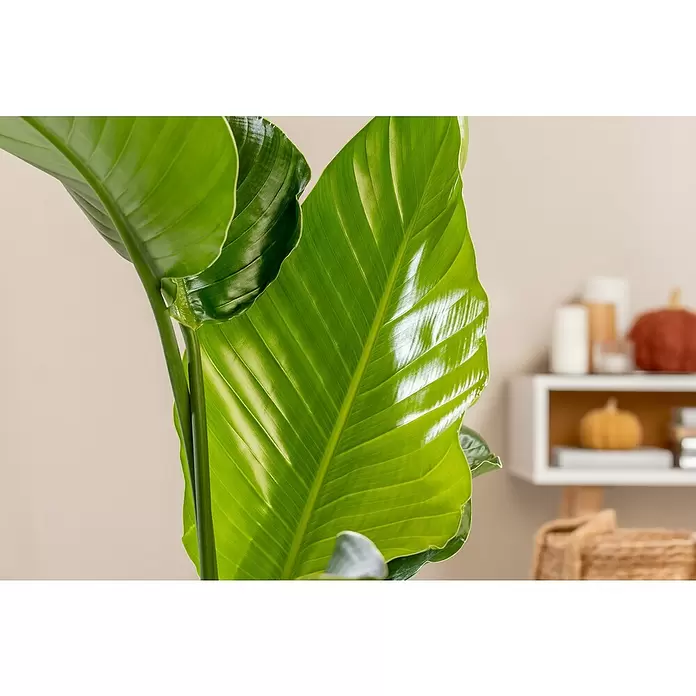 Piardino Baumstrelitzie - Strelitzia nicolai, Topfgröße: 35 cm - Detailaufnahme
